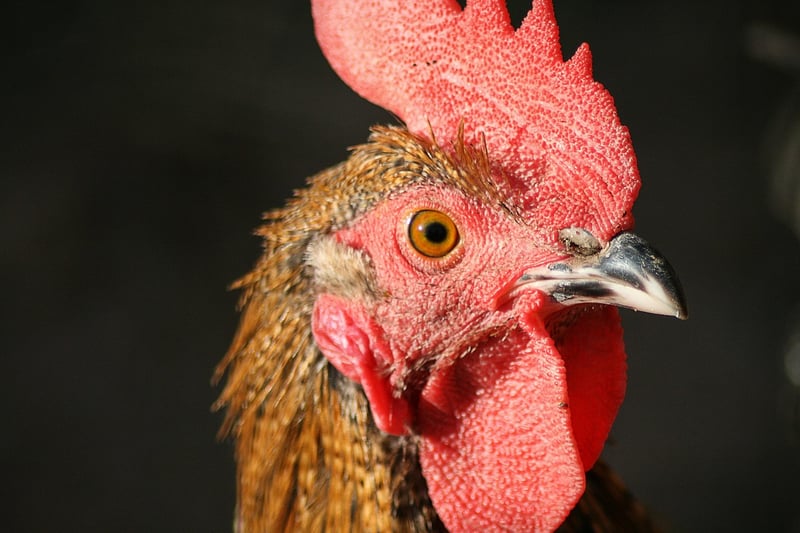 Piri Piri Chicken