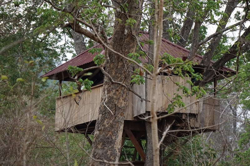Treehouse Lodge in the Forest